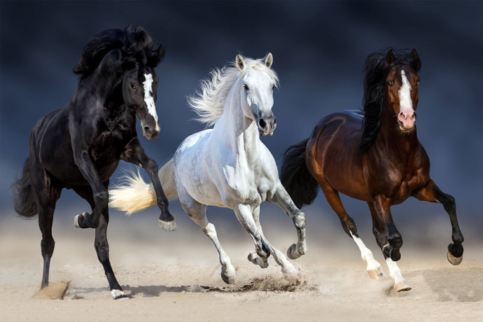 Canvas Wall Art: 3 Mane Horses (48
