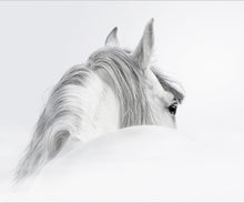 Load image into Gallery viewer, Canvas Wall Art: &quot;Natures Beauty The Mystical White Horse&quot; (Various Sizes)
