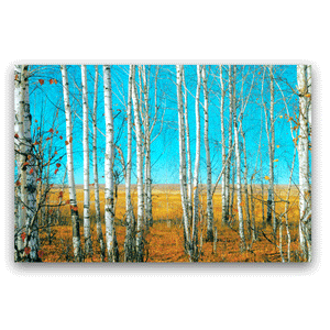 Canvas Wall Art: The Forest of Birch Trees in Autumn (48"x32")