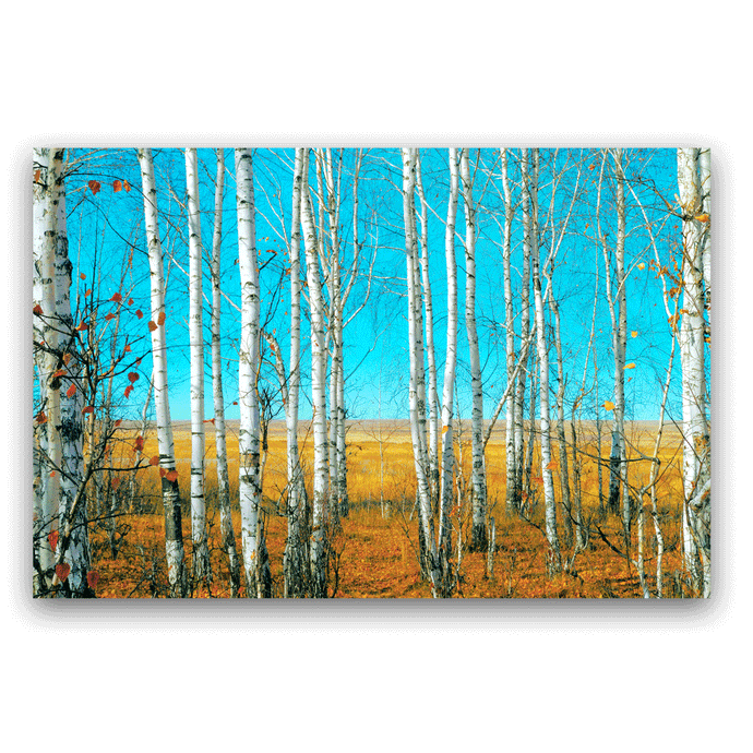 Canvas Wall Art: The Forest of Birch Trees in Autumn (48