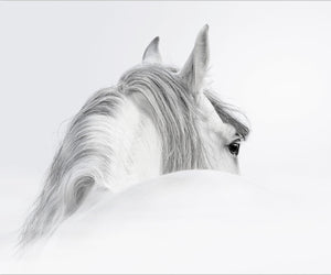 Canvas Wall Art: "Natures Beauty The Mystical White Horse" (Various Sizes)