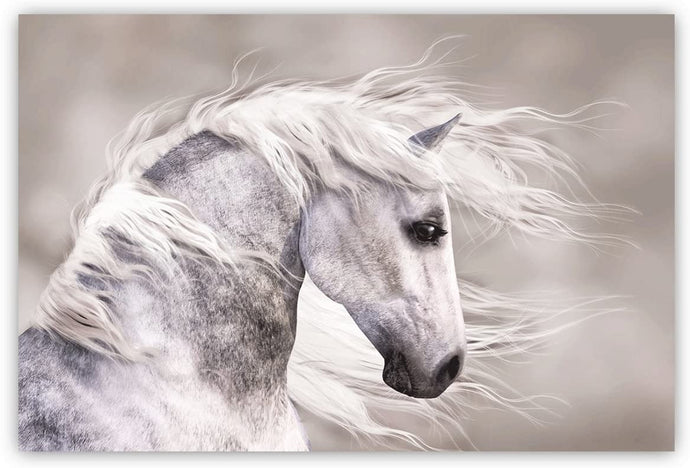 Canvas Wall Art: Natures Beauty the Wild White Stallion (48