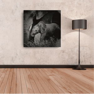 Canvas Wall Art: Natures Beauty, Mama Elephant's Love to her Baby (32"x32")