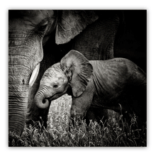 Load image into Gallery viewer, Canvas Wall Art: Natures Beauty, Mama Elephant&#39;s Love to her Baby (32&quot;x32&quot;)
