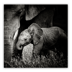 Canvas Wall Art: Natures Beauty, Mama Elephant's Love to her Baby (32"x32")