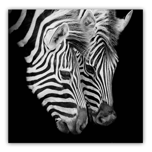 Canvas Wall Art: Two African Zebras (32"x32")