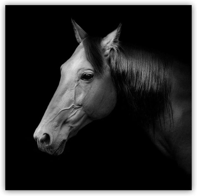 Canvas Wall Art: The Russian Trotter Race Horse, Black & White (32