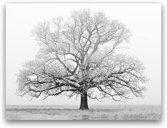 Canvas Wall Art: Nature's Beauty of the Lonesome Tree in Winter (48